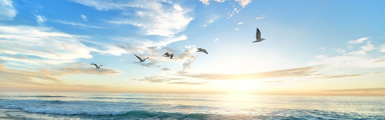 beach birds sea ocean flying birds 1852945