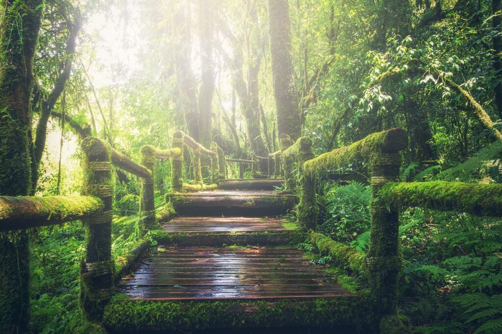 jungle pathway steps way sunlight 1807476
