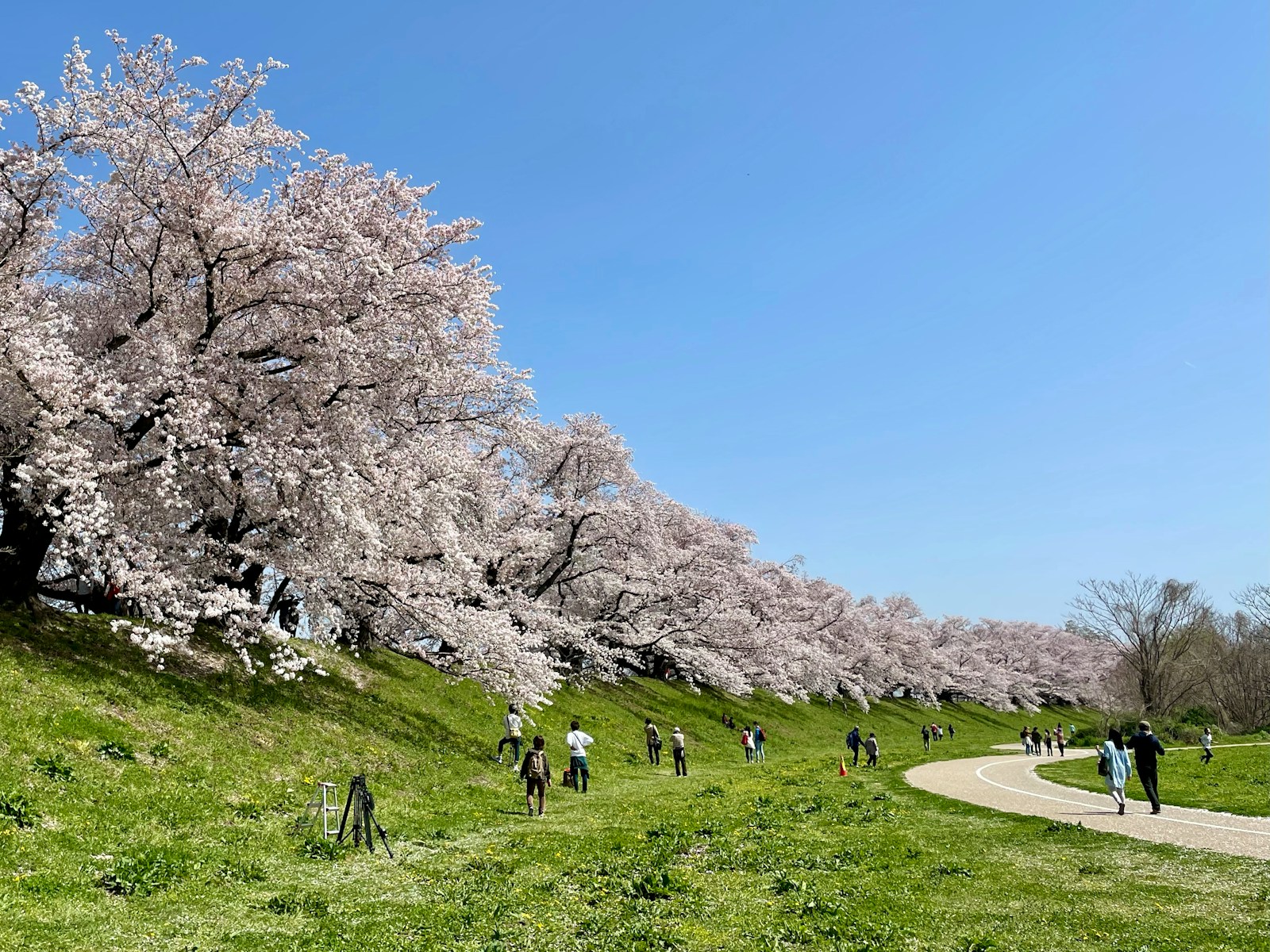 people walking on green grass field near white trees during daytime