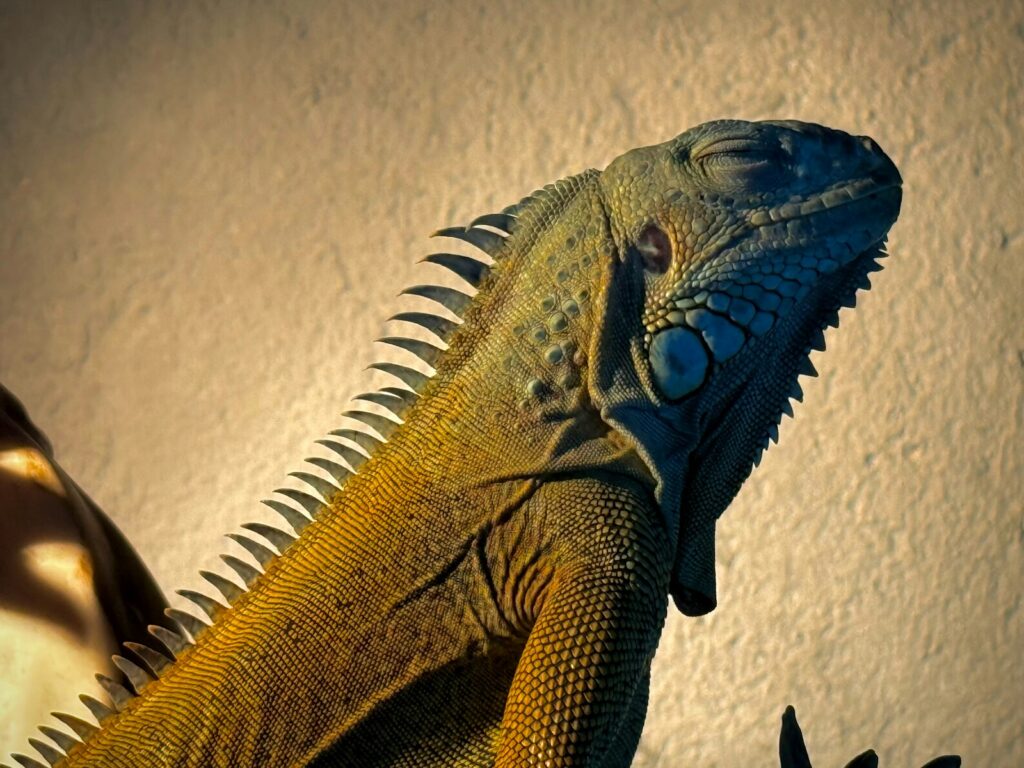 An iguana is basking in the sunlight.