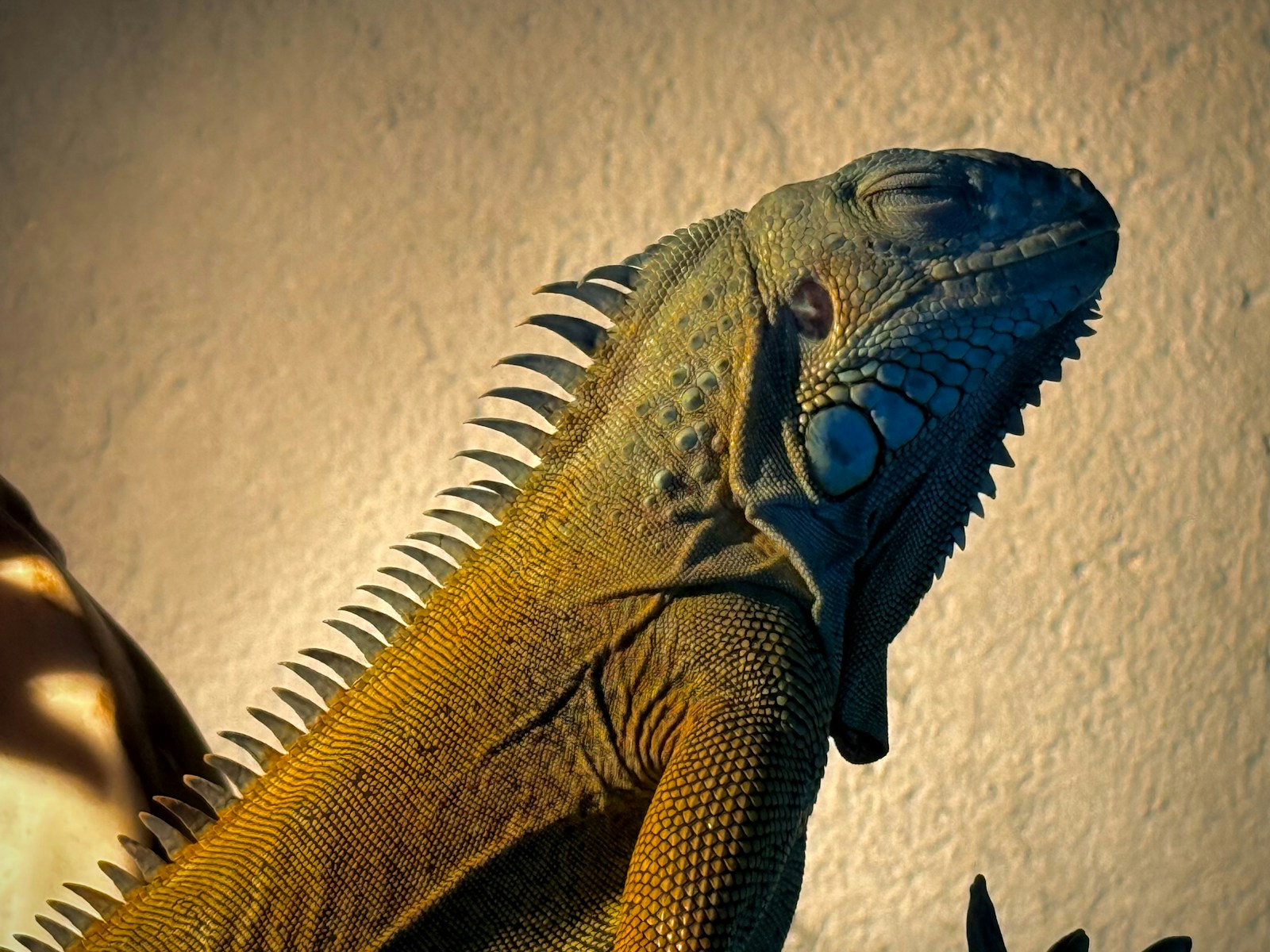 An iguana is basking in the sunlight.