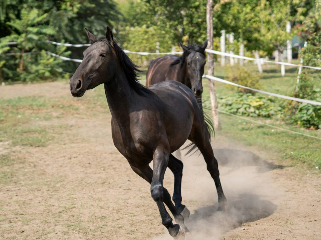 Two dark horses running in a dusty enclosure